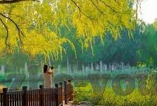 成人视频动漫-成人视频动漫，文化交汇的灰色地带